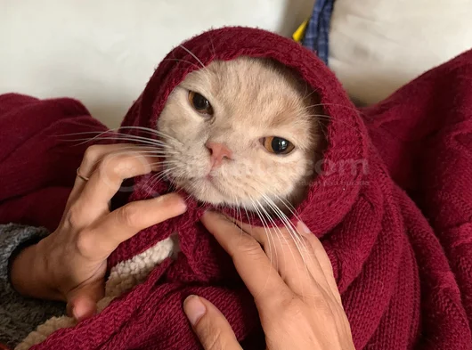 Çocuğumdaki Alerji Nedeniyle Kedimi Ücretsiz Sahiplendiriyor görsel