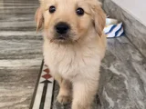 SAFKAN GOLDEN RETRIEVER YAVRULARIMIZ