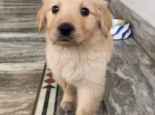 SAFKAN GOLDEN RETRIEVER YAVRULARIMIZ