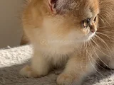 Masal Gi̇bi̇ Gözler Kalbe Dokunan Bakişlar