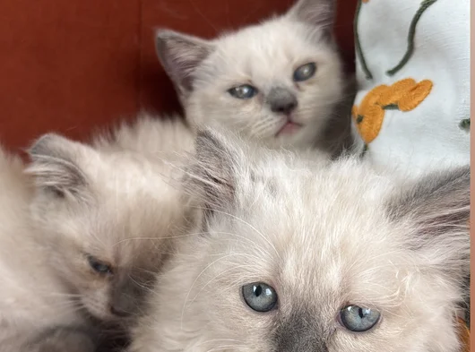 Kucakçı Oyuncu Minnoş görsel