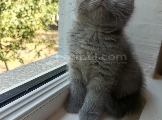 Hemen Teslim Yavrular görsel