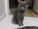 Güzel Kızımıza Acil Yuva Ariyoruz