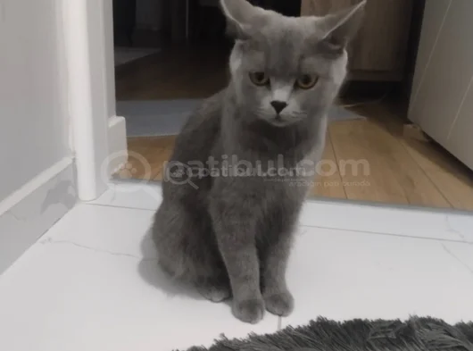 Güzel Kızımıza Acil Yuva Ariyoruz görsel
