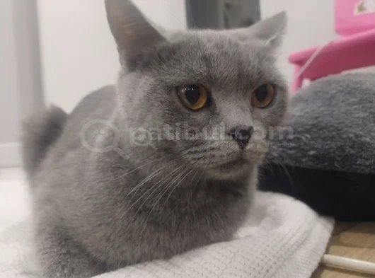 Güzel Kızımıza Acil Yuva Ariyoruz görsel