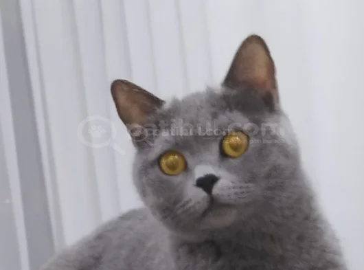 Güzel Kızımıza Acil Yuva Ariyoruz görsel