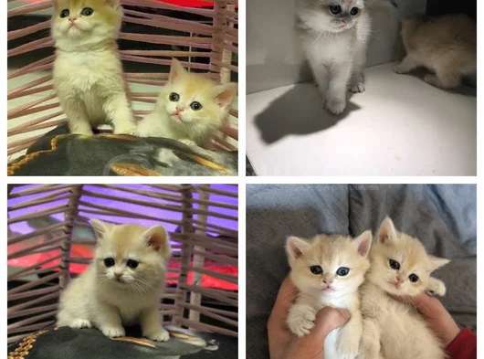 Anne Ve Baba Secereli̇ Golden Kedi̇ler