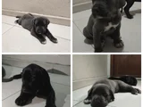CANE CORSA YAVRULAR
