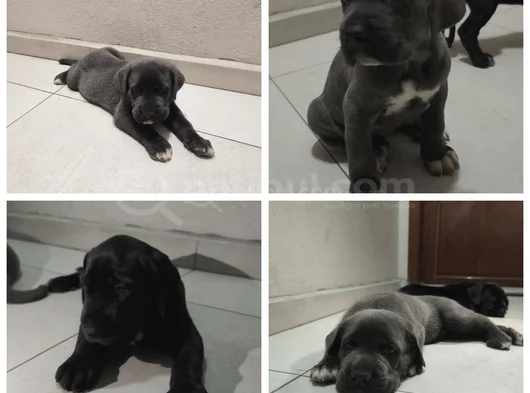 Cane Corsa Yavrular
