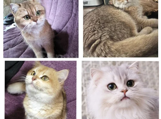 Secereli̇ Shorthai̇r Ve Longhai̇r Kedi̇ler