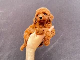Toy Poodle Yavrularımız
