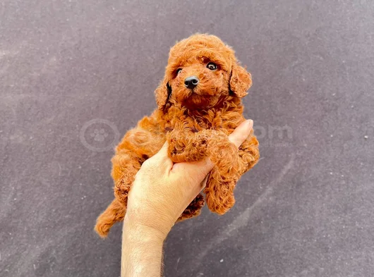 Toy Poodle Yavrularımız görsel