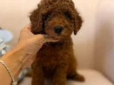 Yumuşacık Kürklü Kızıl Kahve Toy Poodle Yavrular