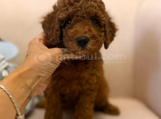 Yumuşacık Kürklü Kızıl Kahve Toy Poodle Yavrular