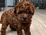 TOY POODLE ORJİNAL TEDDY YAVRULAR