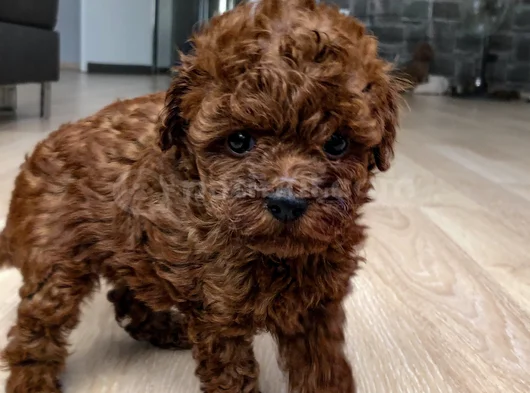 Toy Poodle Orji̇nal Teddy Yavrular