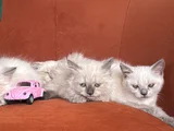 Kucakçı oyuncu minnoş