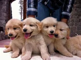 BABY FACE GOLDEN RETRIEVER BEBEKLER