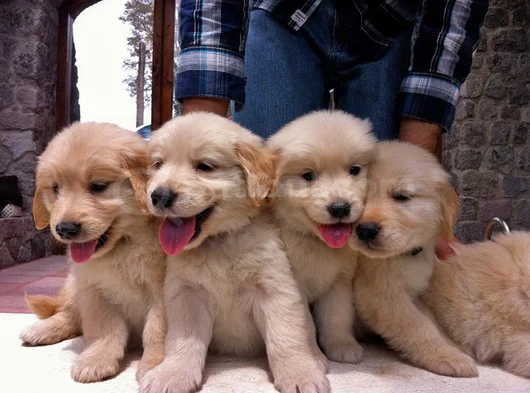 Baby Face Golden Retriever Bebekler