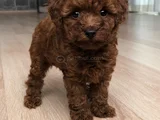 Toy Poodle Orji̇nal Teddy Yavrular