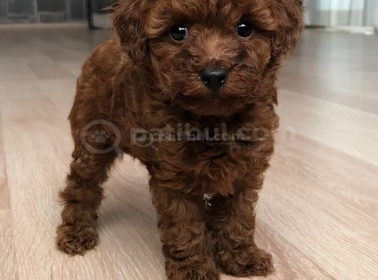 Toy Poodle Orji̇nal Teddy Yavrular görsel