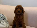 Peluş Gibi Kıvırcık Red Brown Toy Poodle Yavrular