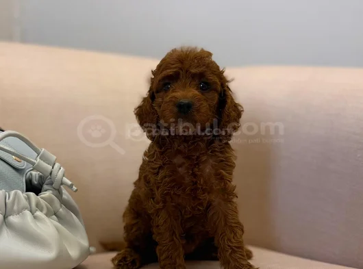 Peluş Gibi Kıvırcık Red Brown Toy Poodle Yavrular görsel
