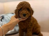 Yumuşacık Kürklü Kızıl Kahve Toy Poodle Yavrular