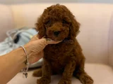 Nadir Renkli Kızıl Kahve Mini Boy Poodle Bebekler