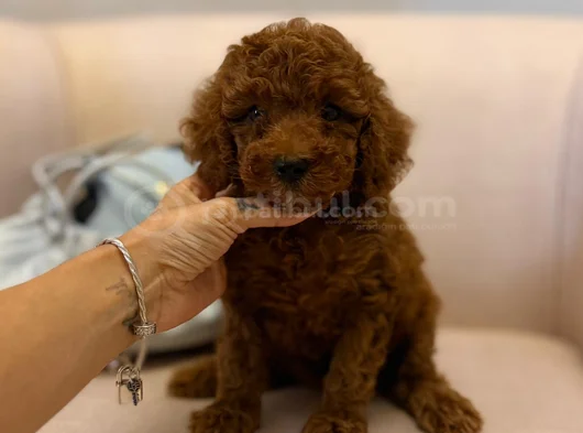 Nadir Renkli Kızıl Kahve Mini Boy Poodle Bebekler