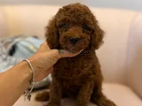 Nadir Renkli Kızıl Kahve Mini Boy Poodle Bebekler