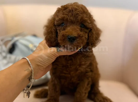 Nadir Renkli Kızıl Kahve Mini Boy Poodle Bebekler görsel