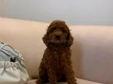 Peluş Gibi Kıvırcık Red Brown Toy Poodle Yavrular