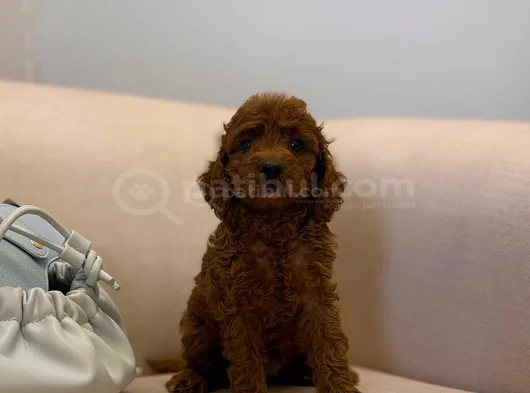 Peluş Gibi Kıvırcık Red Brown Toy Poodle Yavrular görsel