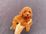 Toy Poodle Yavrularımız