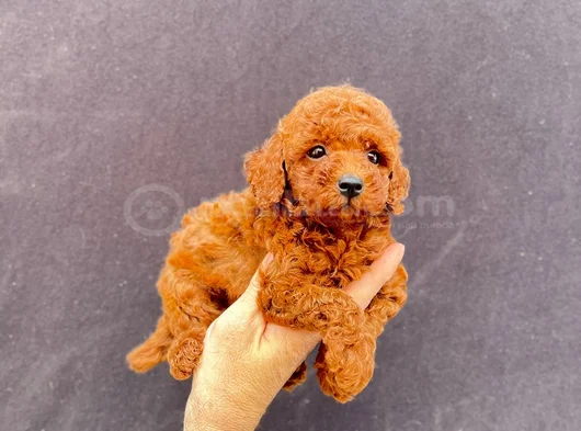 Toy Poodle Yavrularımız görsel