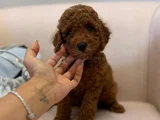 Yumuşacık Kürklü Kızıl Kahve Toy Poodle Yavrular