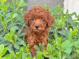 Toy Poodle Yavrularımız