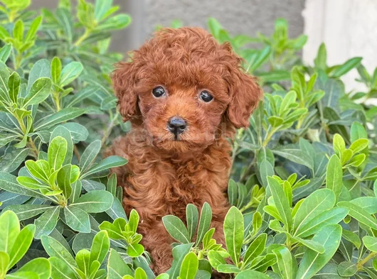 Toy Poodle Yavrularımız