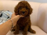 Nadir Renkli Kızıl Kahve Mini Boy Poodle Bebekler