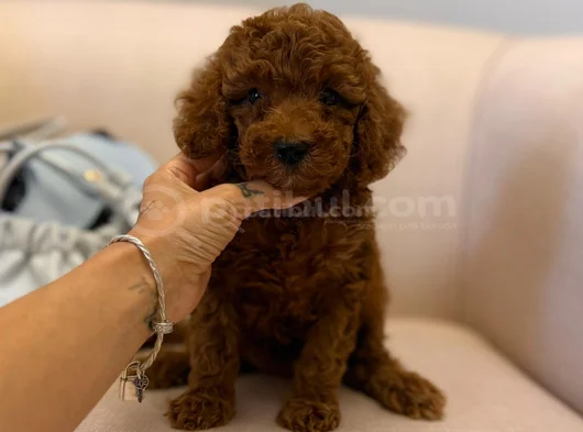 Nadir Renkli Kızıl Kahve Mini Boy Poodle Bebekler görsel