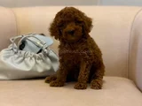 Nadir Renkli Kızıl Kahve Mini Boy Poodle Bebekler