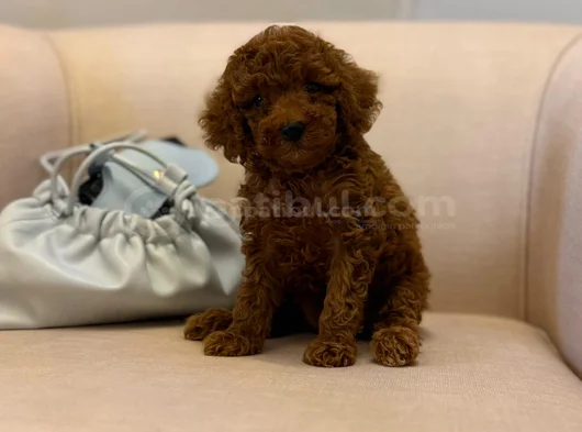 Nadir Renkli Kızıl Kahve Mini Boy Poodle Bebekler görsel
