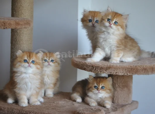 Safkan Golden British Longhair Yavrular 2 Aylık görsel