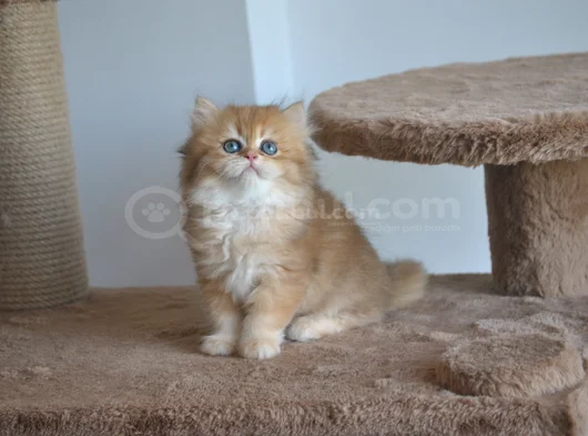 Safkan Golden British Longhair Yavrular 2 Aylık görsel