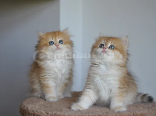 Safkan Golden British Longhair Yavrular 2 Aylık görsel