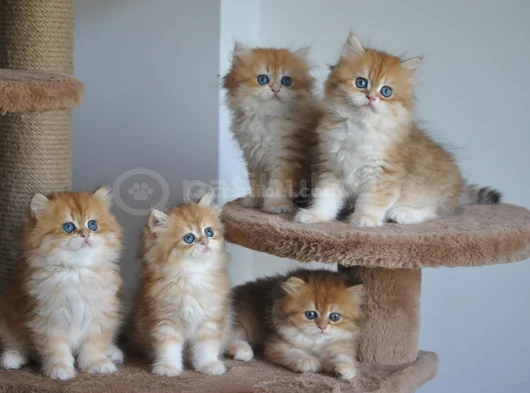 Safkan Golden British Longhair Yavrular 2 Aylık