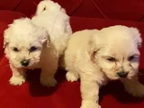 maltipoo yavrularımız uygundur