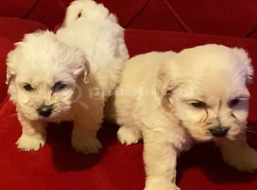 Maltipoo Yavrularımız Uygundur