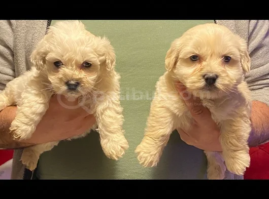 Maltipoo Yavrularımız Uygundur görsel